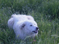 mastino abruzzese